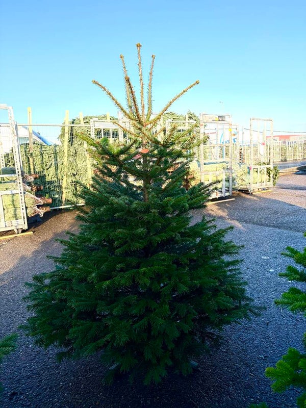 Nordmann Kerstboom 100/150 cm