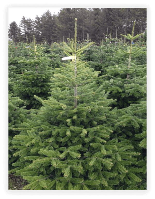 Nordmann Kerstboom 200/250 cm A-kwaliteit