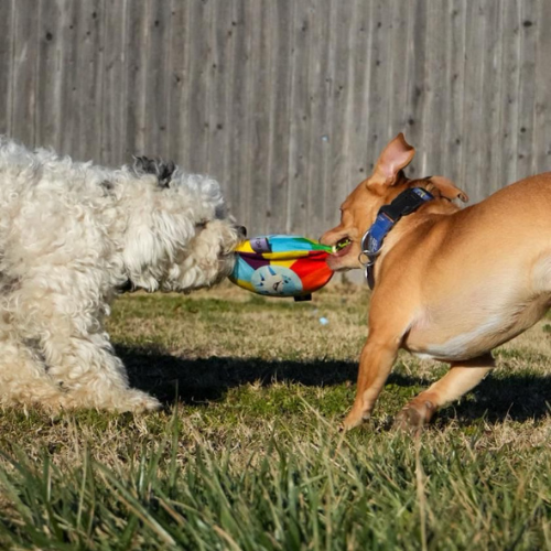 Dog Frisbee Chew Toy