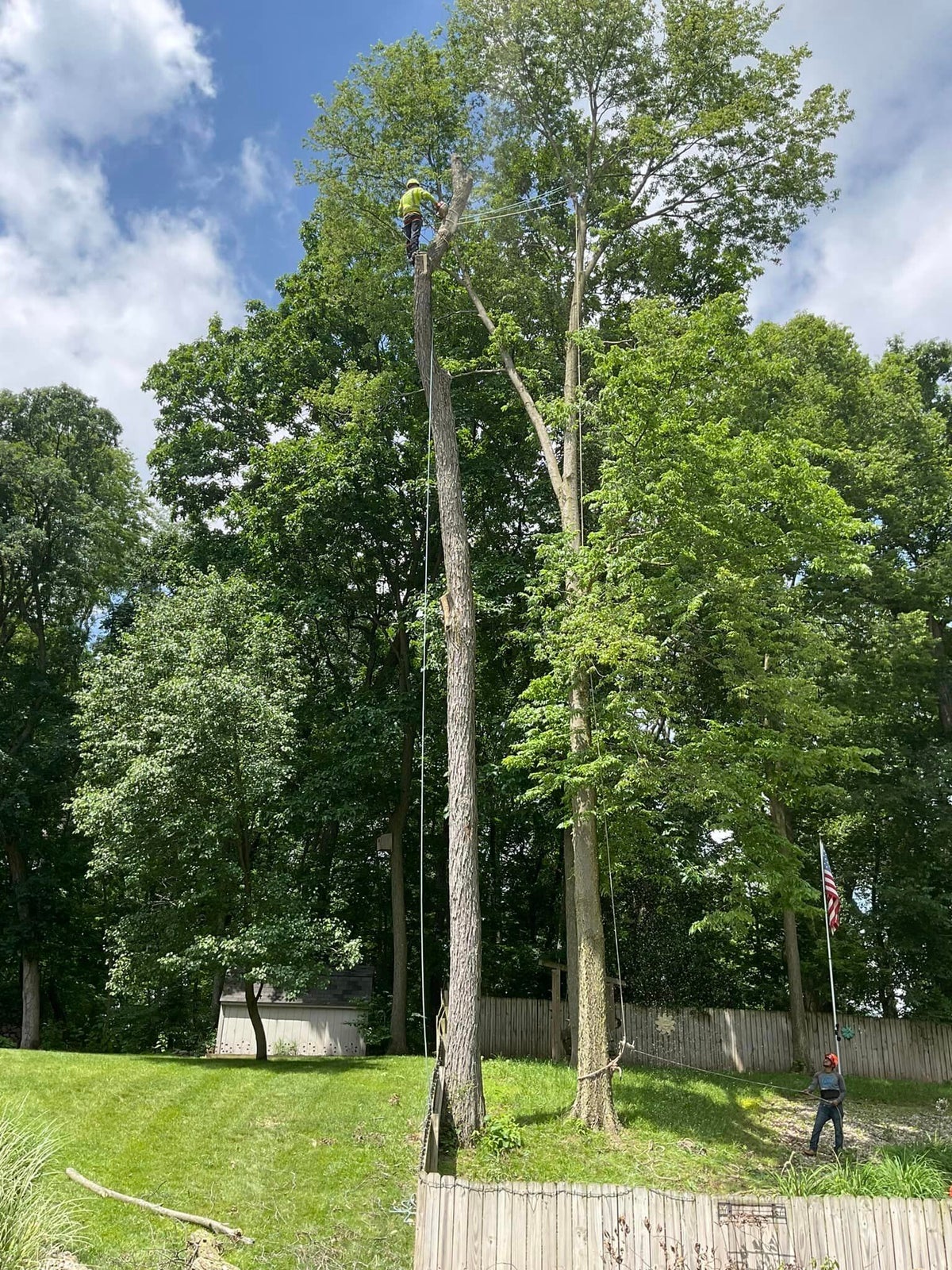 MP Tree Service LLC
