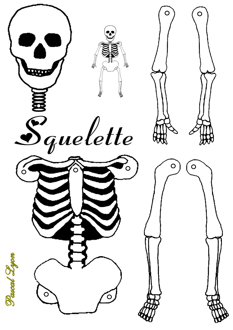 108-squelette-standard-zfj7du.png
