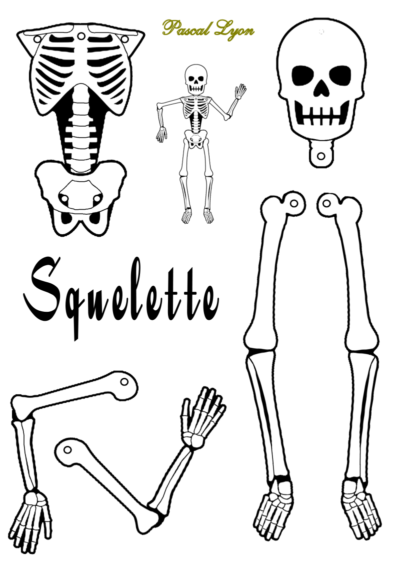 726-squelette-2-standard.png