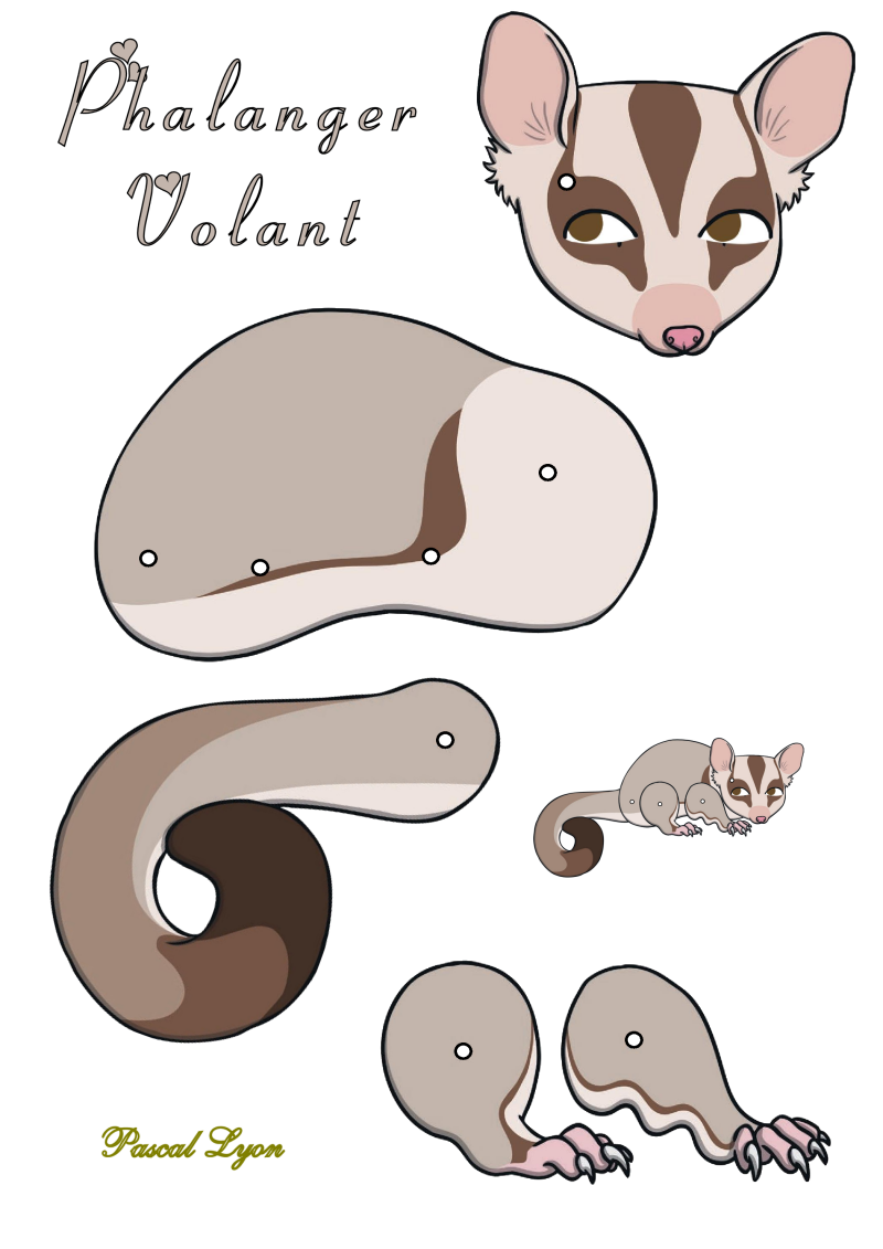 975-phalanger-volant-standard-65ong7.png