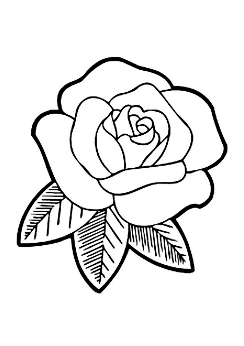 fleur-511-standard-h3k9bn.png