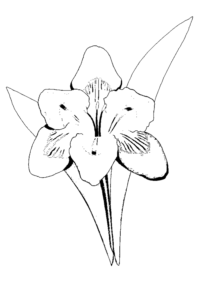fleur-542-standard-ddkepf.png