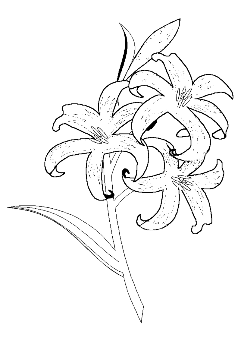 fleur-545-standard-colxo9.png