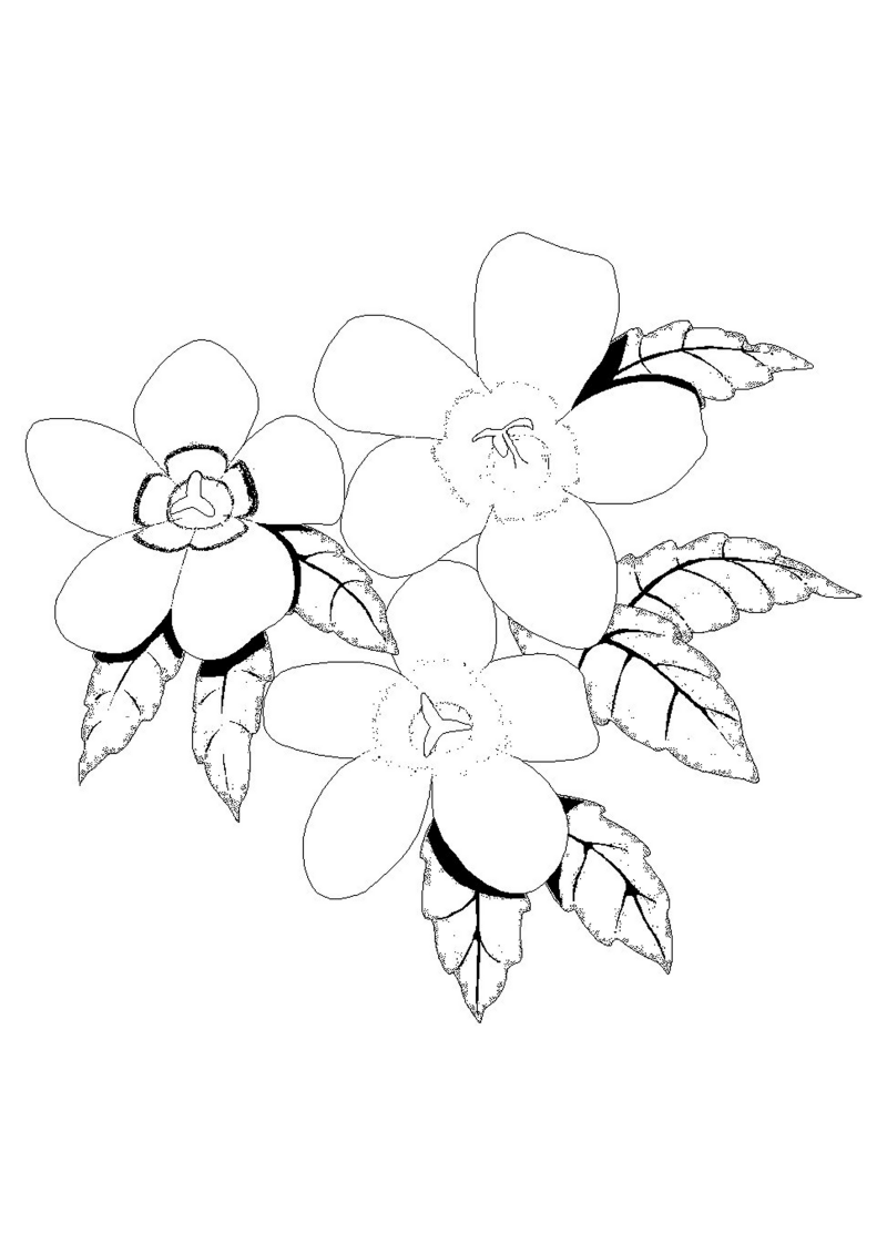 fleur-547-standard-y3xrjz.png