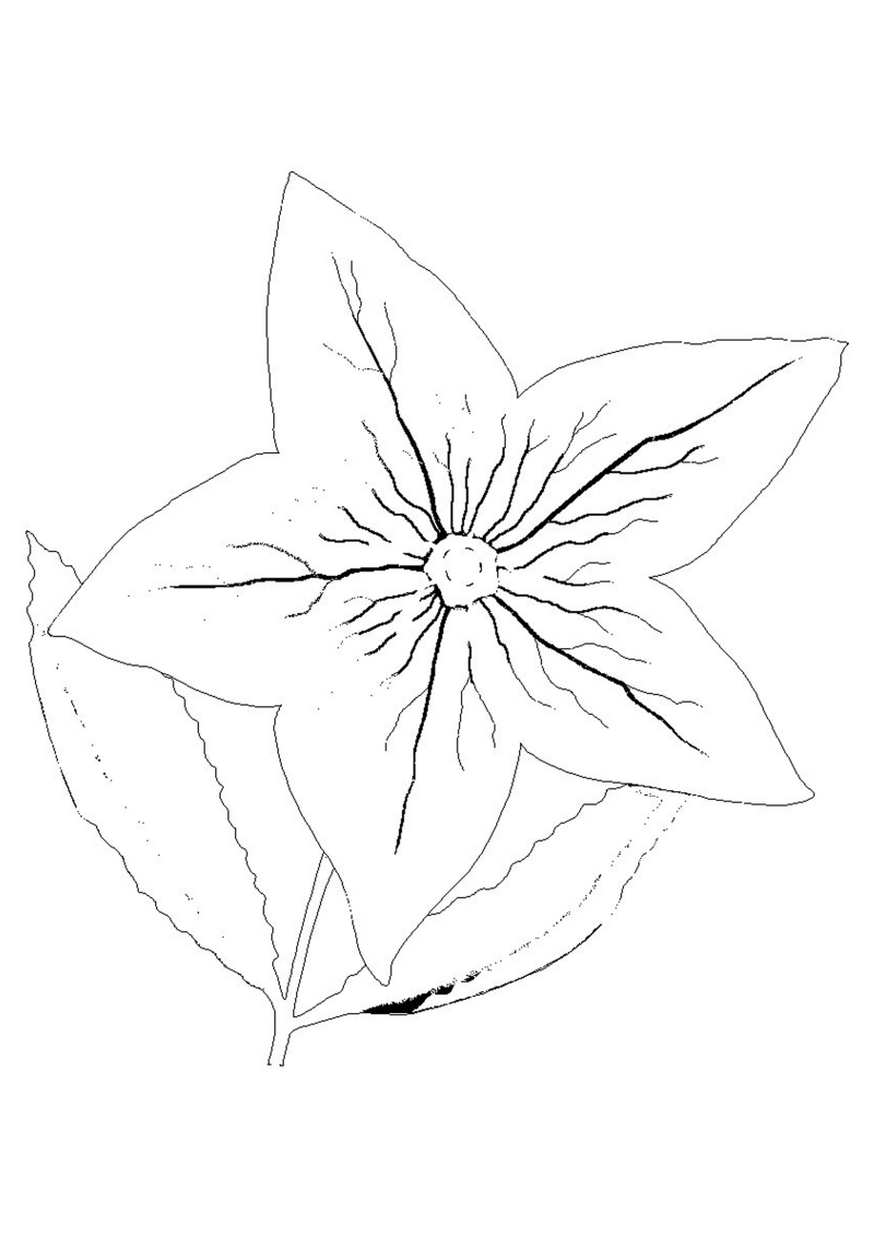 fleur-548-standard-83v22w.png