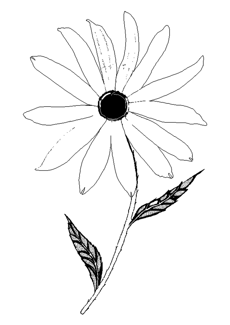 fleur-549-standard-xf0u2q.png