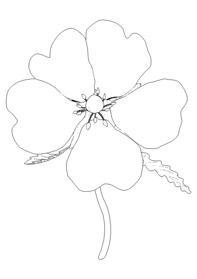fleur-550-standard-lqrxvj.png