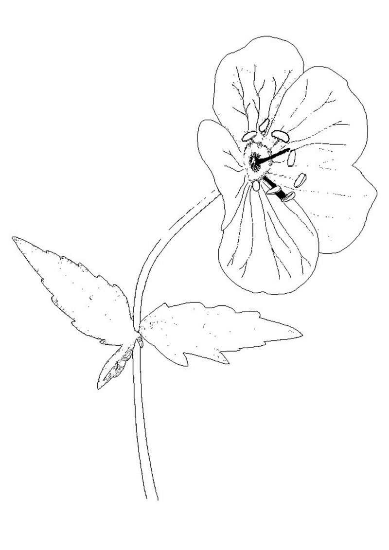 fleur-551-standard-njlvxu.png