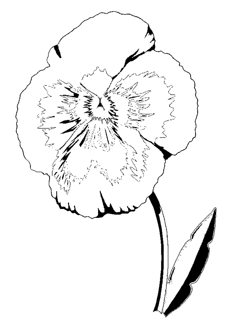 fleur-559-standard-poqr4n.png