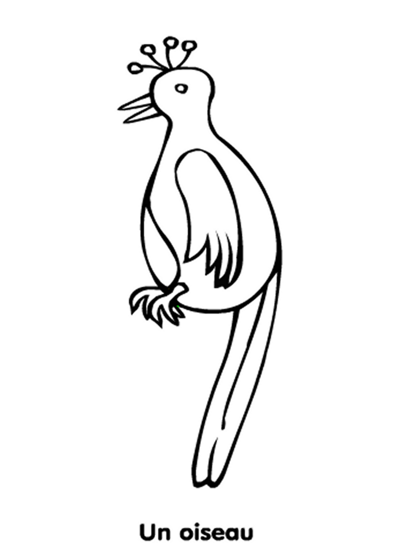 oiseau-standard-xmuiii.png