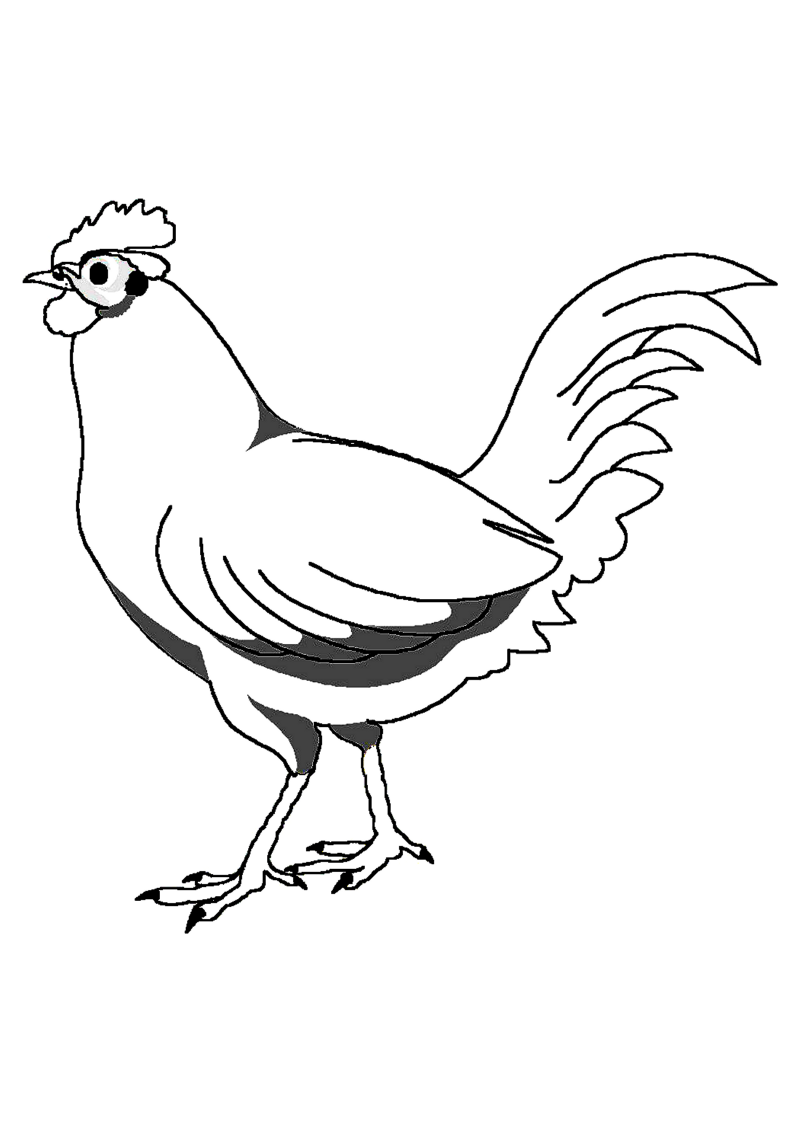 poule-524-standard-0c1y7k.png