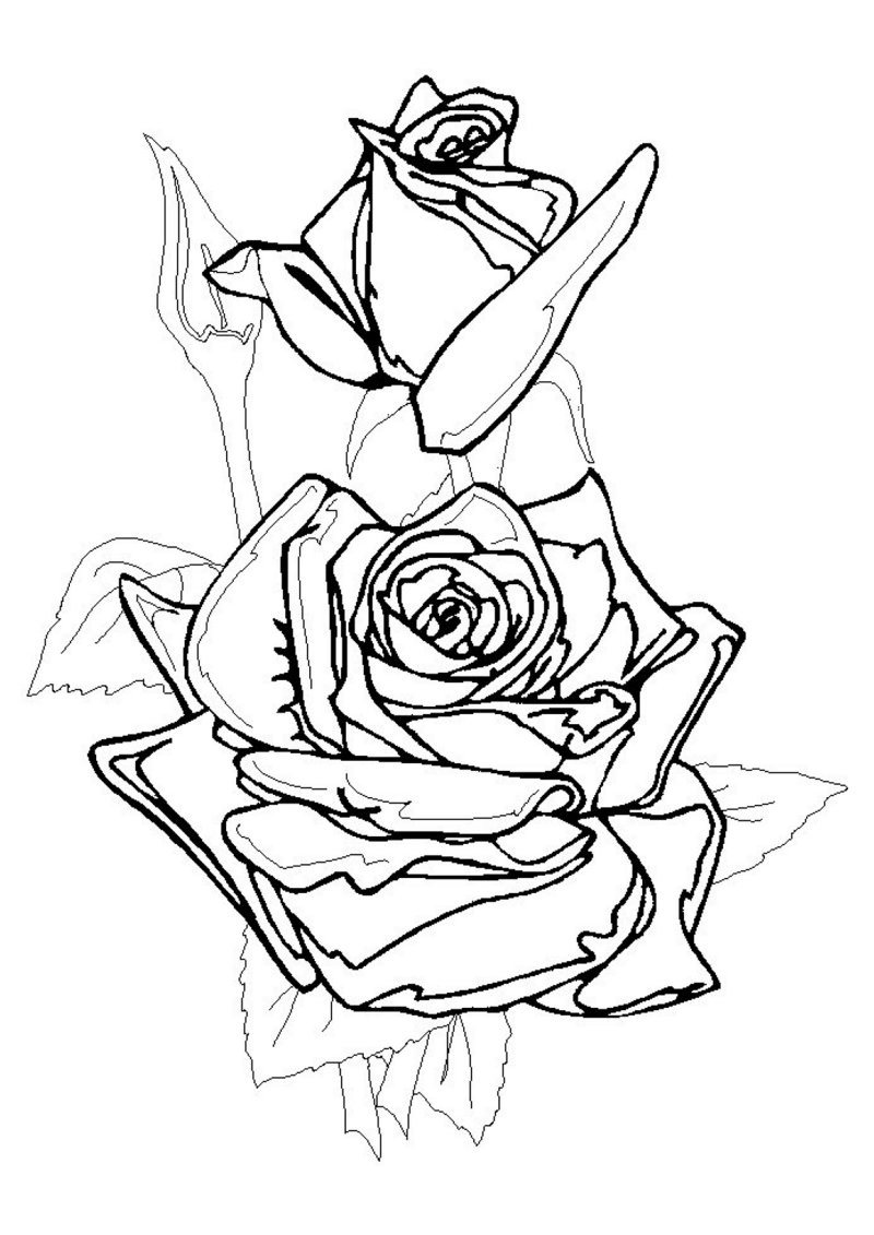 rose-721-standard-b4xve0.png