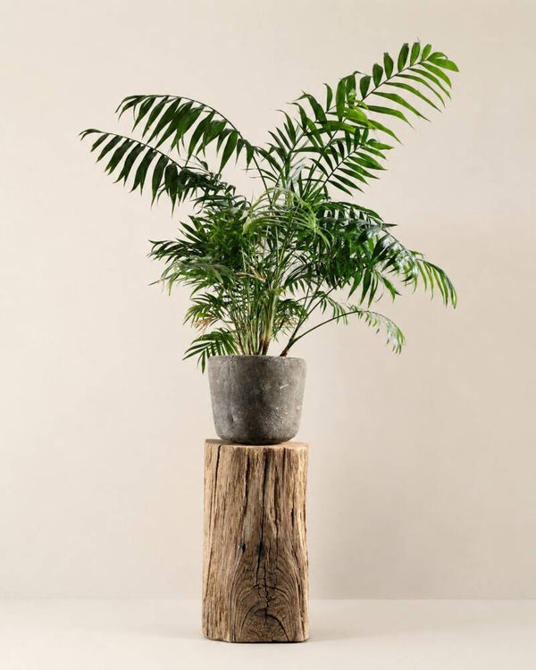 Houten blok - zuil oud eiken boerderijhout H36,5cm #EB02