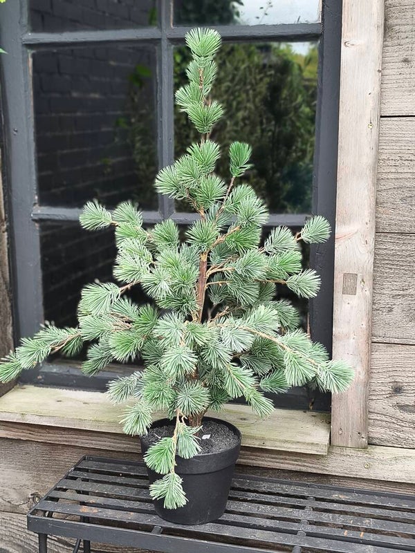 Tannenbaum Künstlich