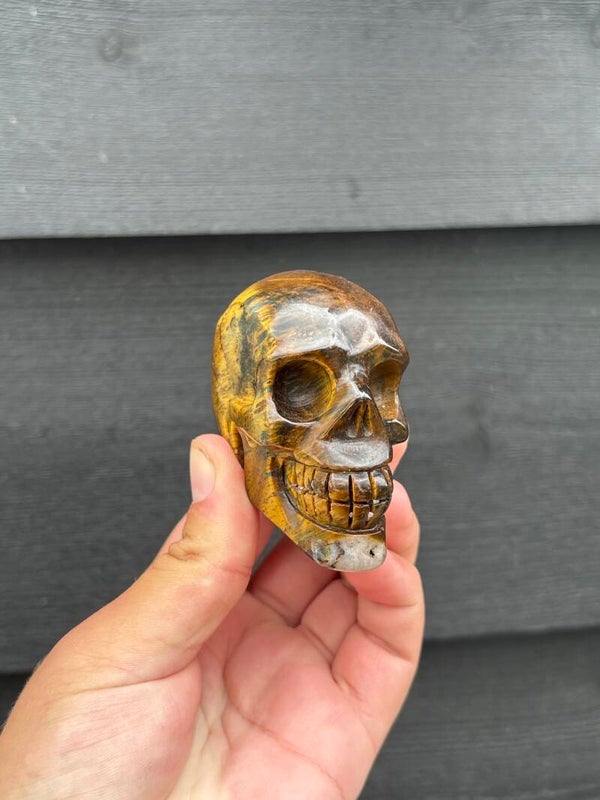 Tijgeroog skull