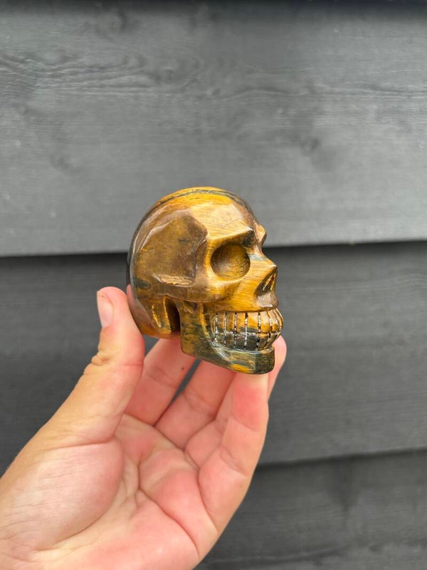 Tijgeroog skull