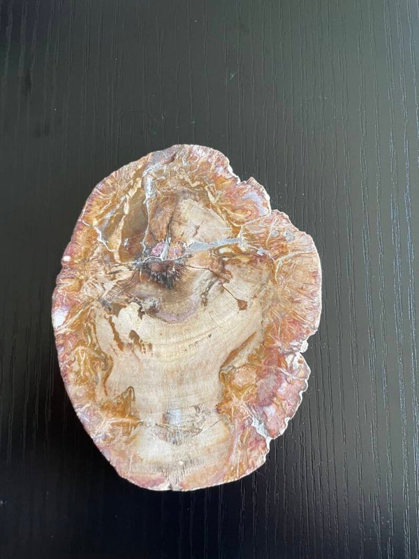 Versteend hout schijf