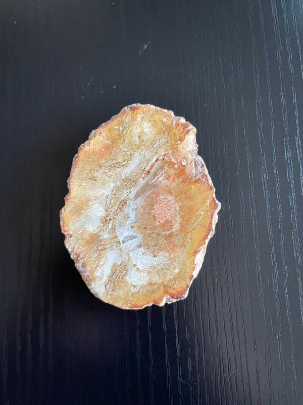 Versteend hout schijf