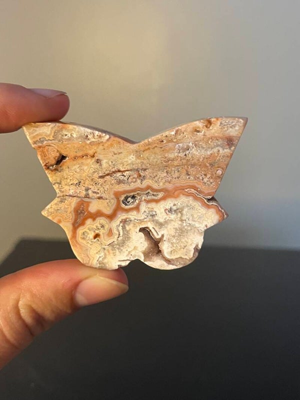 Crazy Lace Agaat Vlinder