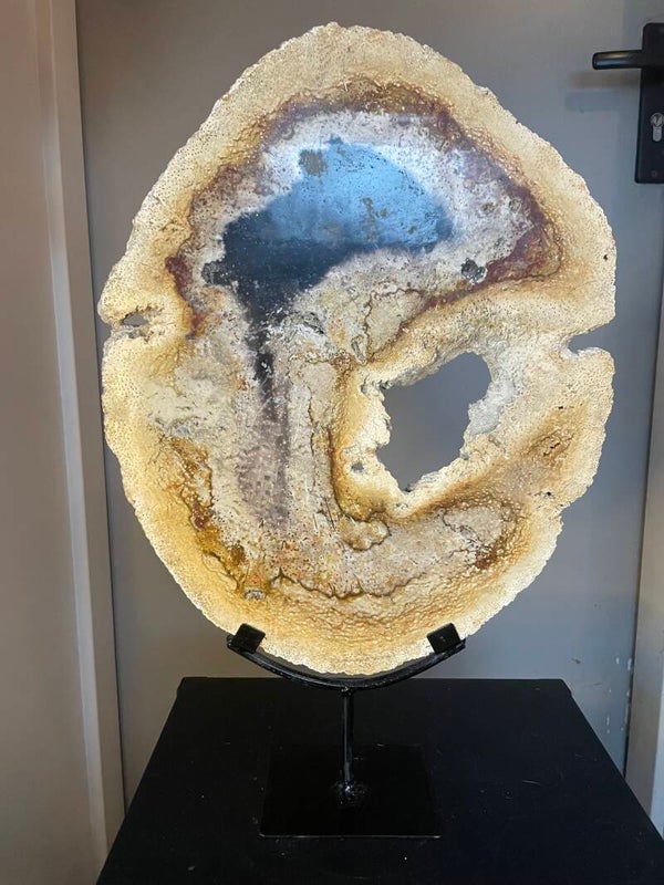 Versteende palmwortel schijf, een echte eye catcher!