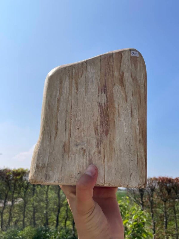 Versteend hout sculptuur licht