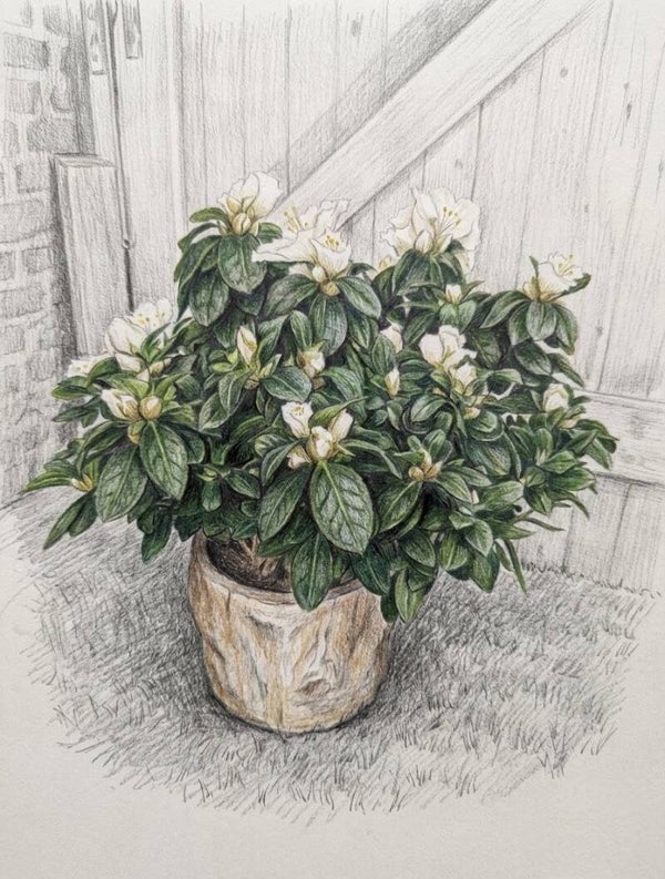 Azalée Blanche en Pot "Effet Bouleau" – Plante Fleurie d'Intérieur