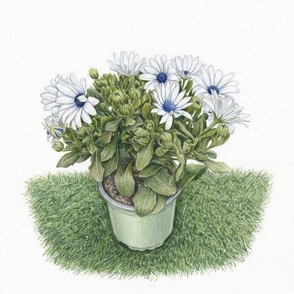 Ostéospermum "Étoile de Vénus" – Marguerite du Cap aux Nuances Lilas