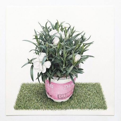 Oeillet Nain "Perle Blanche" – Fragrance Délicate et Floraison Immaculée
