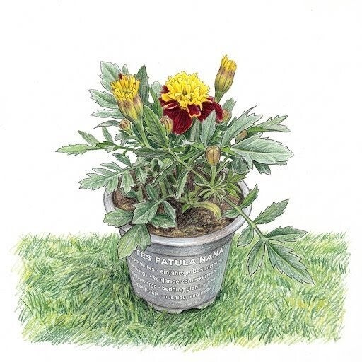 Oeillet d'Inde "Flamme d'Or" – Éclat Bicolore et Protection Naturelle pour votre Jardin