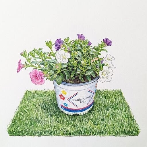 Calibrachoa "Trio Éclat" – Cascade de Mini-Pétunias Tricolores