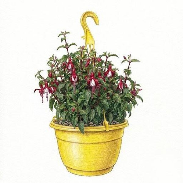 Fuchsia "Ballet des Clochettes" – Suspension Florale Gracieuse et Généreuse