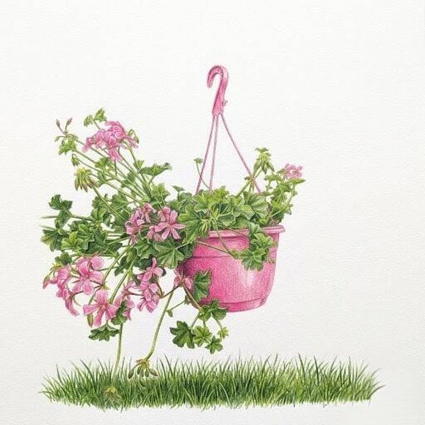 Géranium Lierre "Cascade Rose" – Suspension Florale Prête à l’Emploi