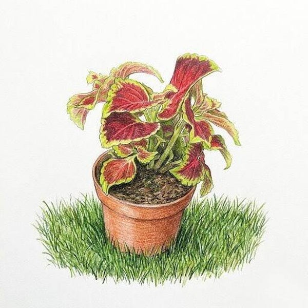 Coléus "Flame" – Le Kaléidoscope Végétal en Pot