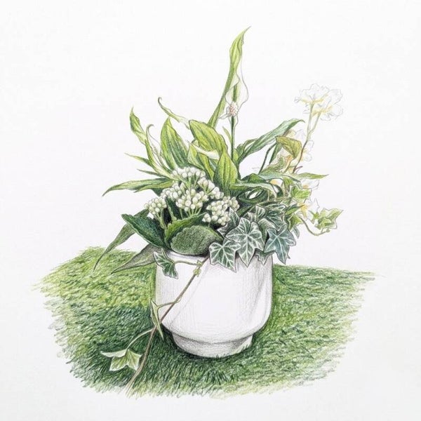 "Sérénité d’Ivoire" – Composition de Spathiphyllum & Ivy en Pot Céramique
