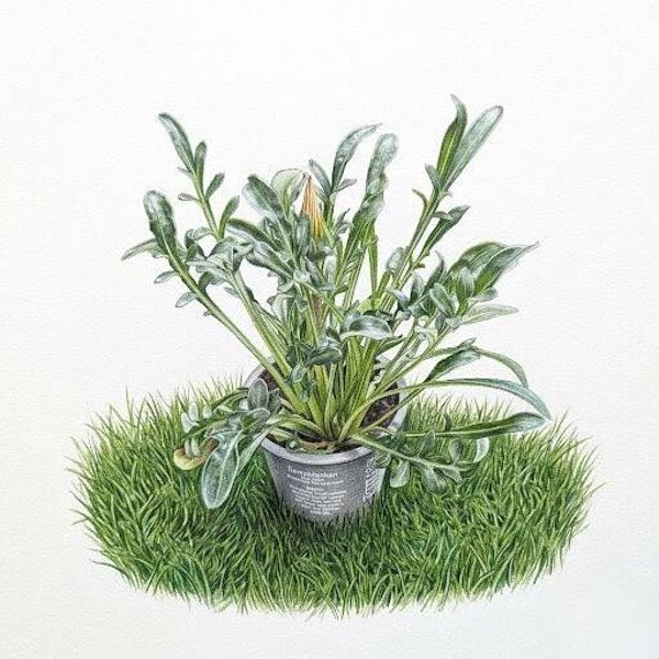 Gazania Rigens – L'Éclat du Soleil en Pot