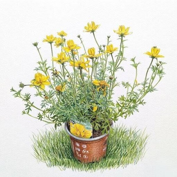Bidens "Gold Strike" – Une Pluie d'Étoiles Dorées