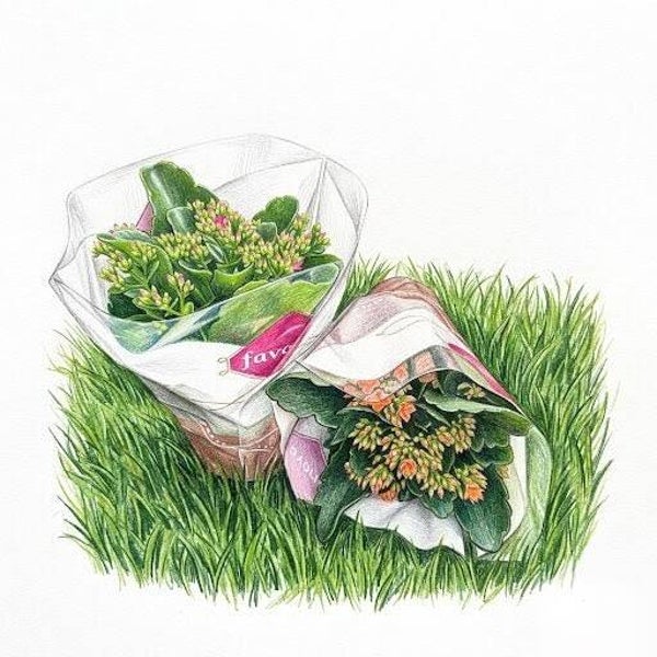 Kalanchoé Blossfeldiana – La Touche Colorée Facile à Vivre