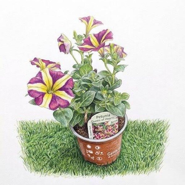 Petunia "Queen of Hearts" – Un Cœur de Fleurs pour votre Jardin