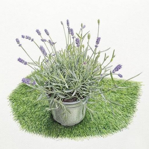 Lavande Officinale – Un Parfum de Provence à Portée de Main