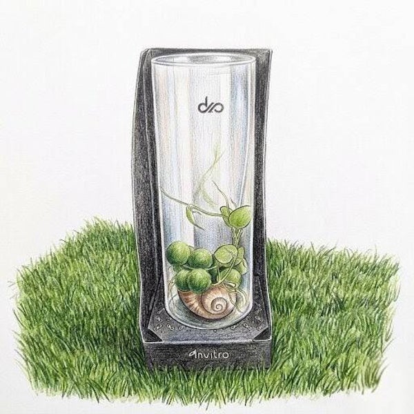 "Écrin de Nacre" – Micro-Écosystème Dischidia & Coquille d'Escargot