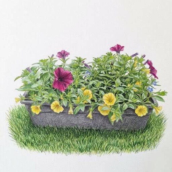 "Balcon d'Été" – Jardinière Flamboyante de Surfinia & Calibrachoa