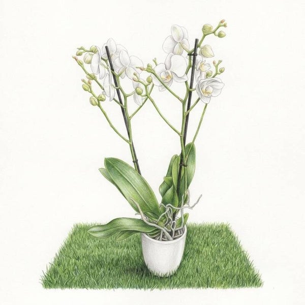 Orchidée Phalaenopsis en Pot – L'Élégance Florale