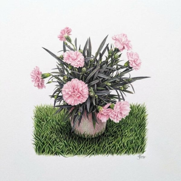 Œillet Vivace Rose en Pot – Idéal Balcon, Terrasse et Massif