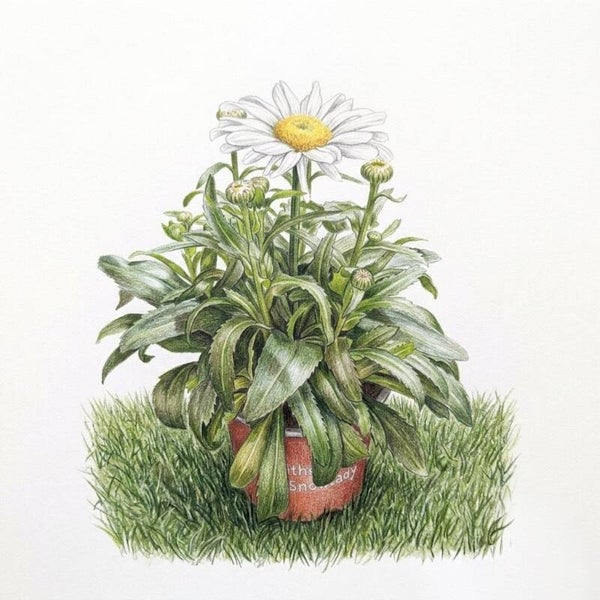 Marguerite 'Snow Lady' en Pot – L'Éclat de l'Été