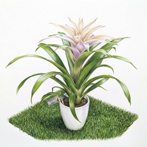 Guzmania d'Exception – Bromélia Éclatant en Pot Céramique Blanc