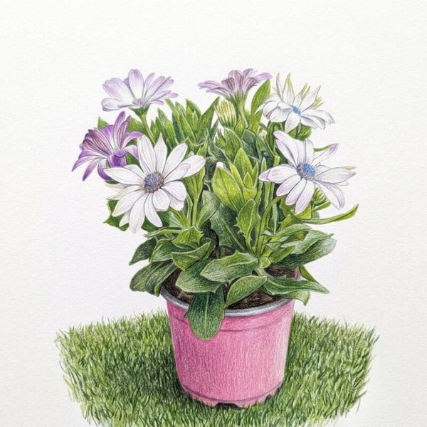 Osteospermum (Marguerite du Cap) en Pot