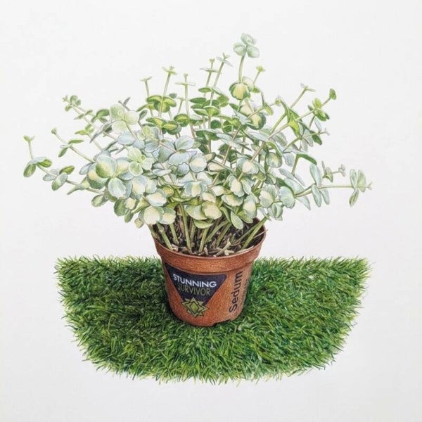 Sedum Variegatum en Pot – L'Incontournable Graphique